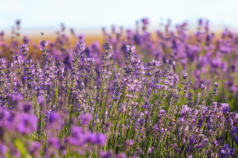 Flowering