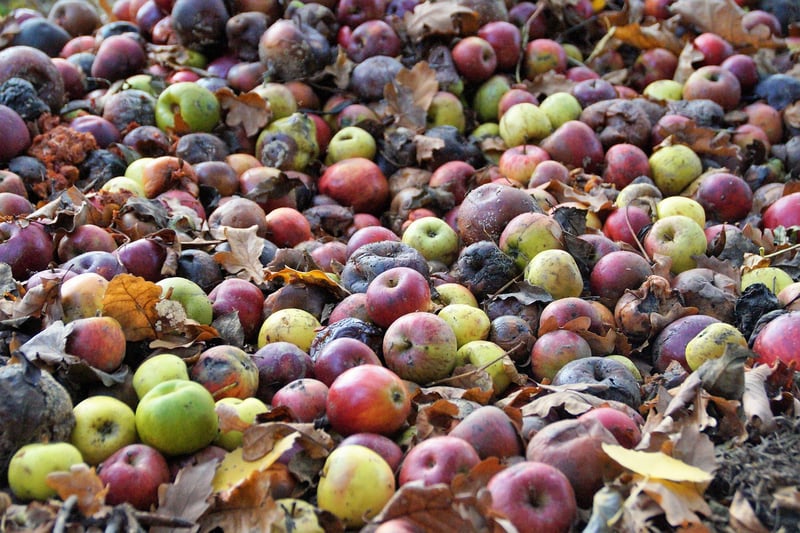 Compost Bin