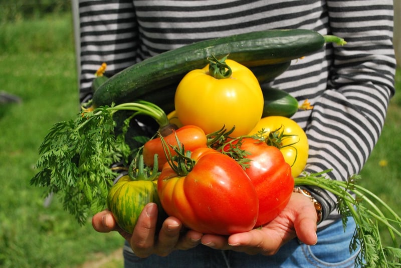 Vegetable Trellis Tunnel